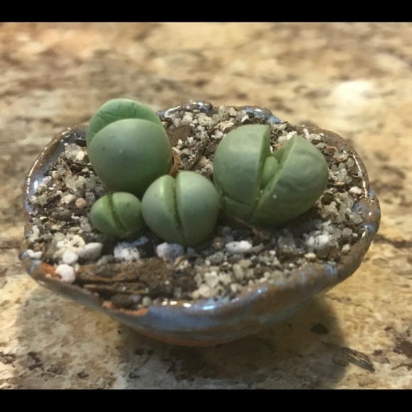 Meet Your Posher! -Nikole Elizabeth Ball - Picture 5 of 7